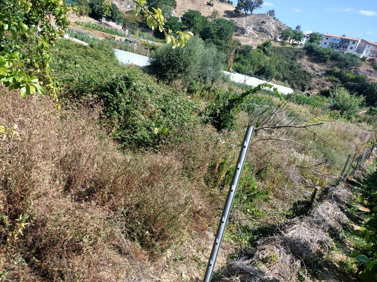 Huerta en Ayegui · Fotografía 4