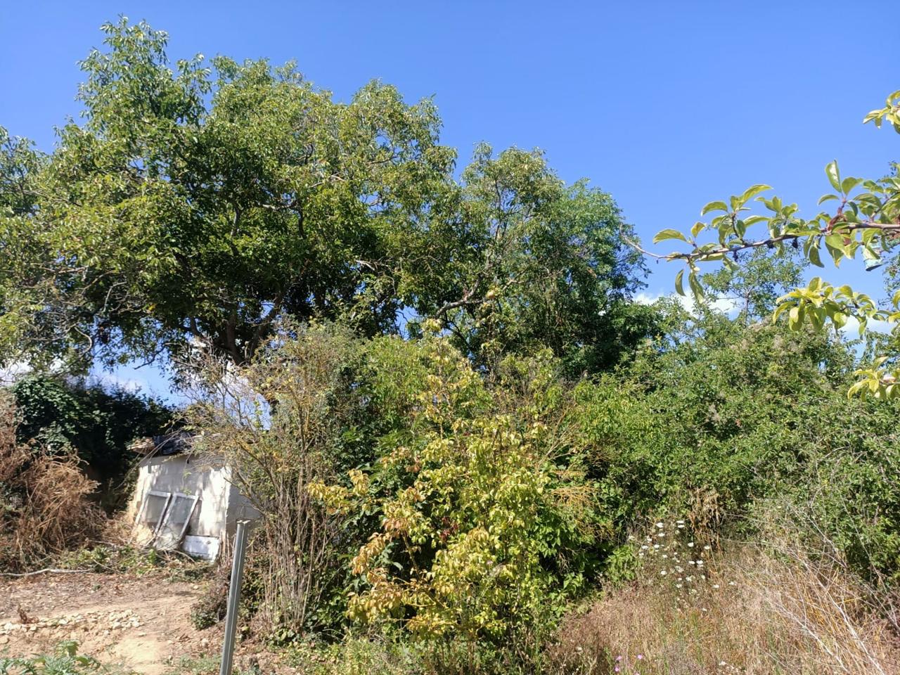 Huerta en Ayegui · Fotografía 3